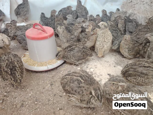 متوفر فري .. طيور السمان عُمر 25 يوم الوان بتجنن وبزرة اهالي مرتبة من انتاجنا