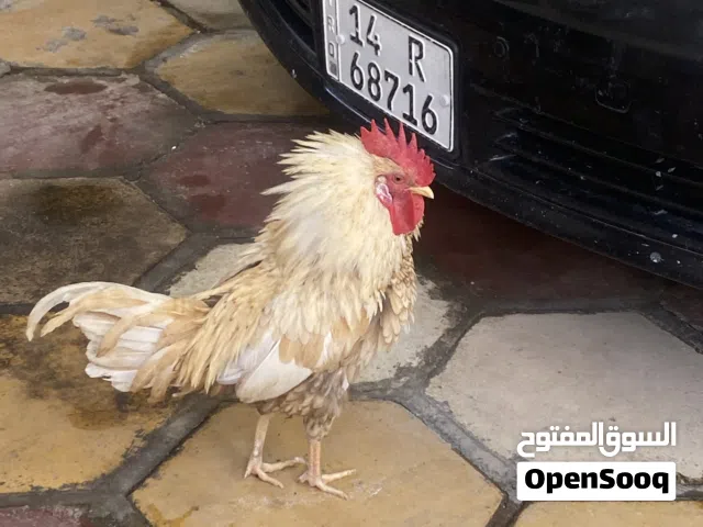 ديج كويتي عمر 7اشهر