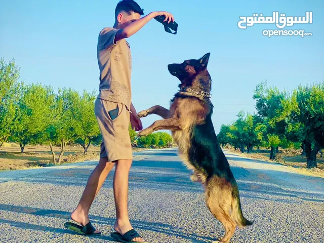 جراو برجي ألمن للبيع العمر:2أشهر موجودين في المنستير