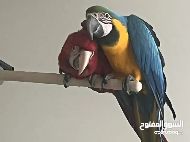 Wonderful Macaws tame