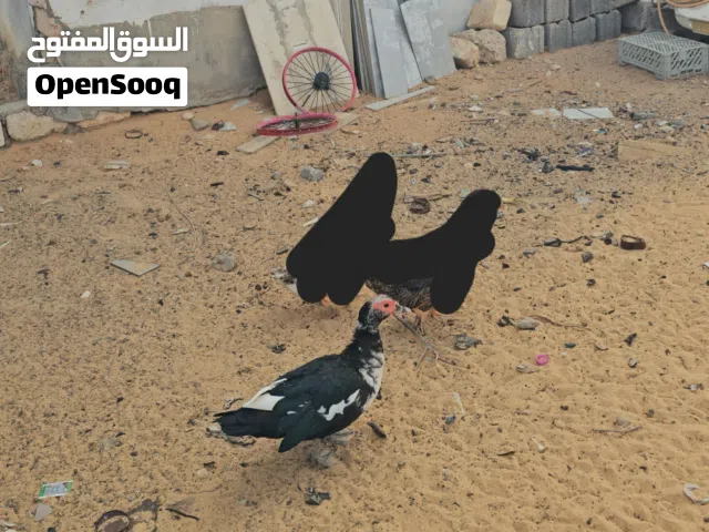 السلام عليكم بطة للبيع النوع عربي العمر حوالي سنة حاجّة مشالله