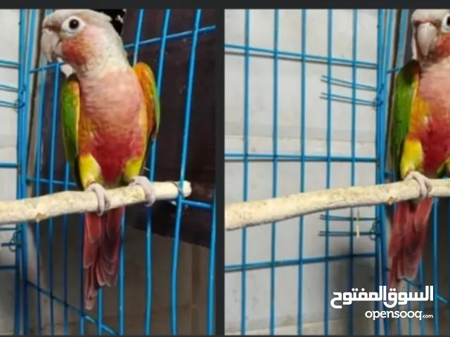 ببغاء زوج جرين شيك زوج صن كنيور
