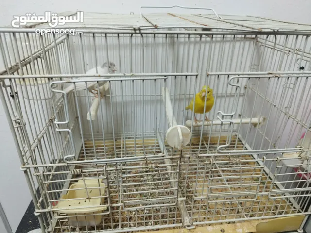 كناري ذكر مصفح