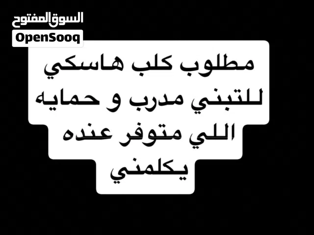مطلوب هاسكي للتبني مدرب