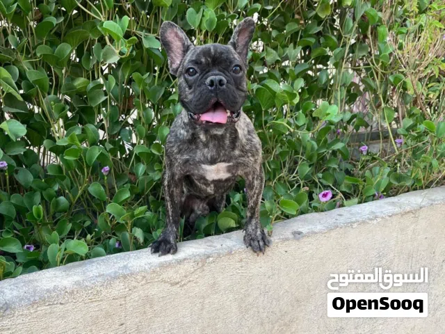 كلب فرنش بولدوق للبيع