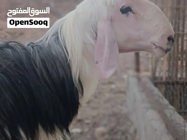 كبش نجدي بيور أصل مد وطول تبارك الرحمان