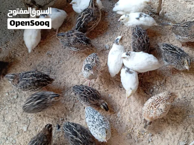 سمان للبيع سمان ناشط حركي ربي يبارك