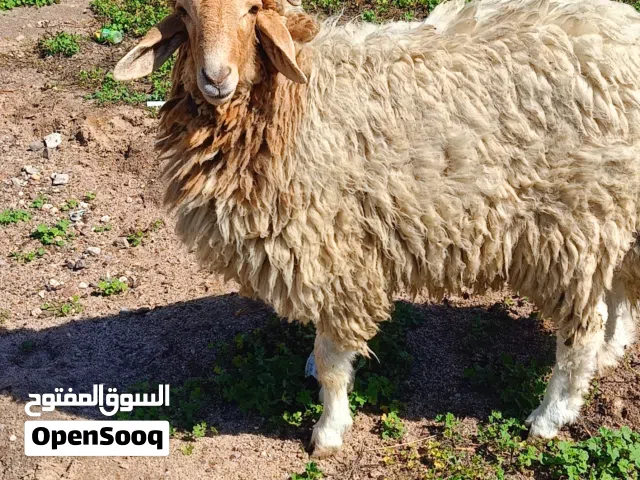 فحل ورجين خشن لحم 28 كيلو