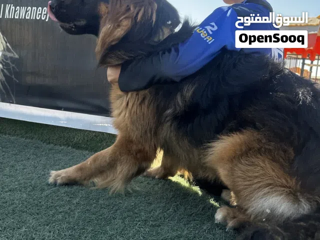 18 Months Old German Shepherd for Sale – Trained & Healthy with Passport