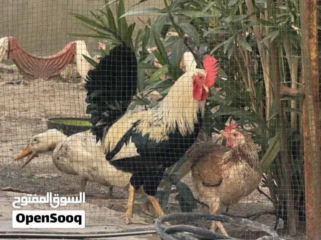 ديج ودجاجه دندراوي كويتي اصلي