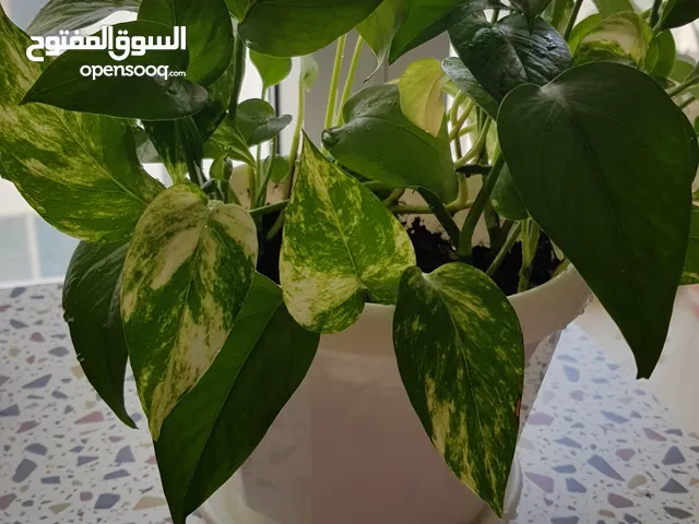 Beautiful money plant Only 40 Dhs