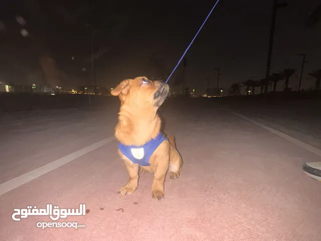 كلب بق (Pug) للبيع الرياض 2500