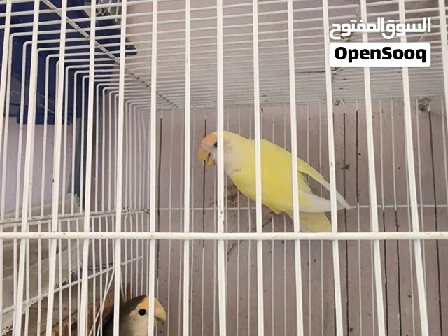 طيور للبيع في صنعاء اباء صحة ونظافة تبارك الله