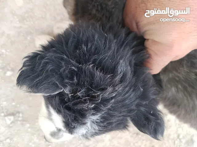 جوز جرواو هسكي عمرهم شهر