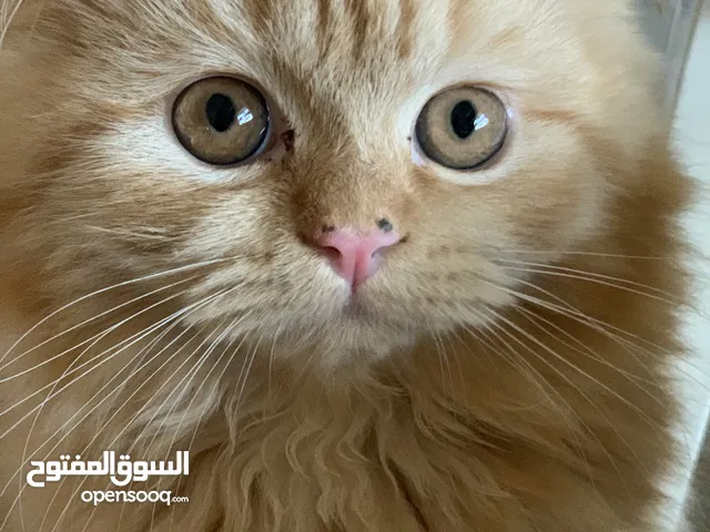 قطه انثى شيرازي العمر 4 اشهر Cat female 4 month old