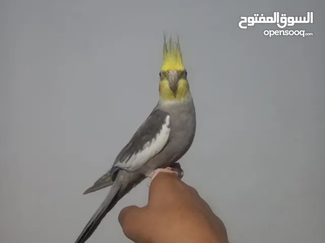 طيور كوكتيل