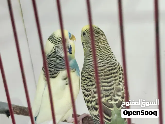 طيور حب شكري برصاصي زوجين اوبناتهن اكبر اوعدهن حالين بيض او زوج عادي ابنهن وياهن
