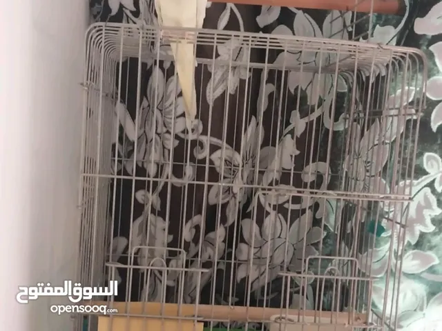 ببغاء كوكتيل أليف 100/100 مع القفص