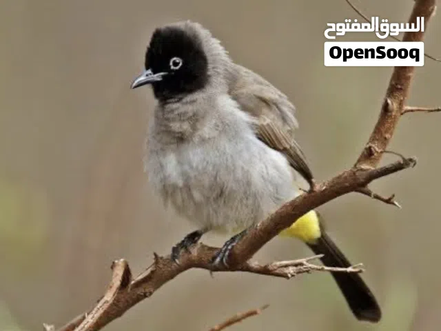 مطلوب بلبل اليف