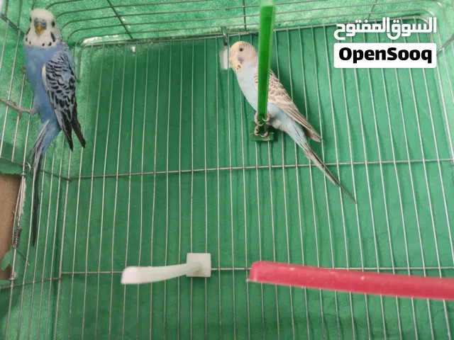 طيور حب جوز اول شغلهم