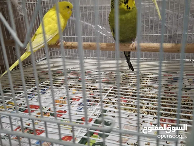 جوزين طيور حب للبيع بدون قفص
