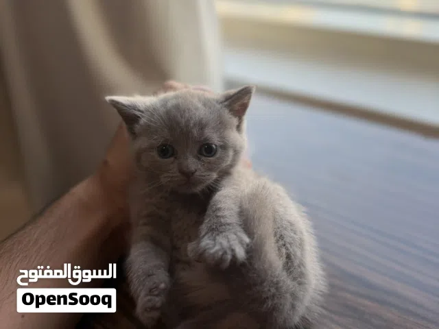 Scottish fold and straight mix healthy kitten