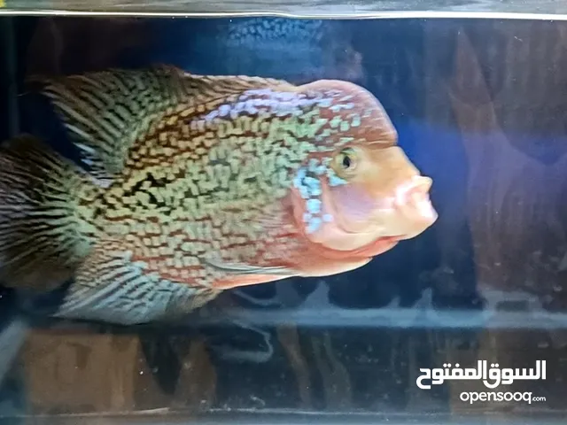 Flowerhorn