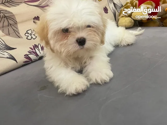 Adorable Shihtzu puppies looking for new home