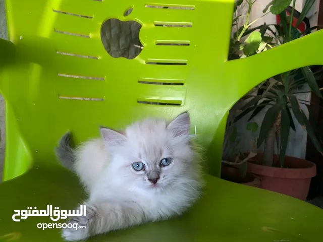 قطط شيرازي