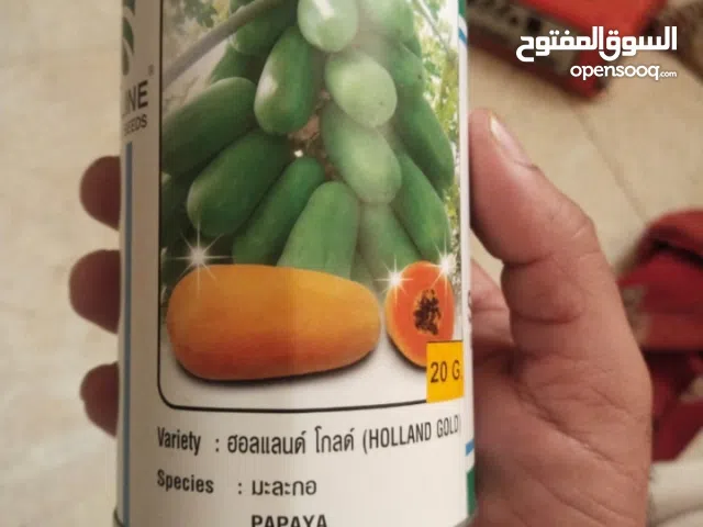 بذور فيفاي تايلانديه شوف الوصف