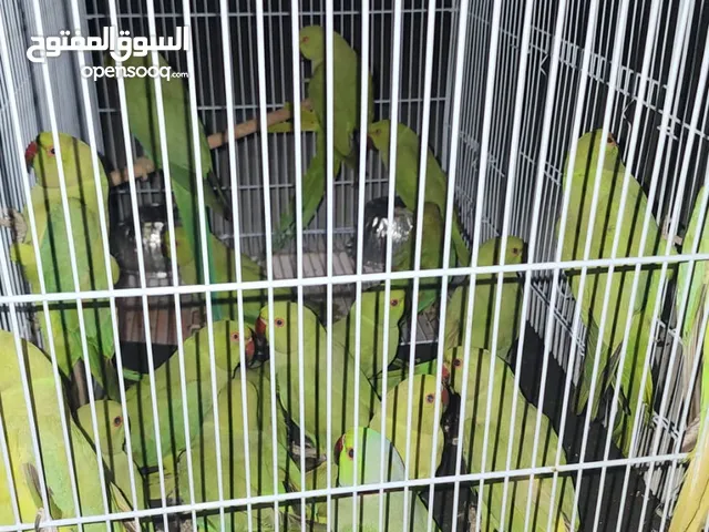 جوز ببغاء دره متوفر بالكميات Dura couple parrot available in quantities