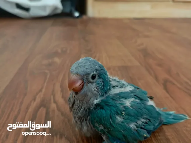 فرخ كويكر زق يدوي للبيع