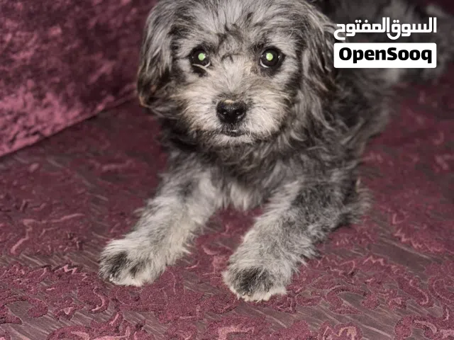 عندي كلبة شيواوا لبيع ربي يبارك عمرها 5 شهور