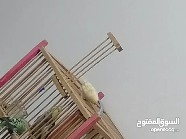 كناري فحل ذهبي تغريد فد شي صحه فول جانت وياه نثيه جواها بيض بيضت خير من يم الله بعتها هيه والبيض بقه