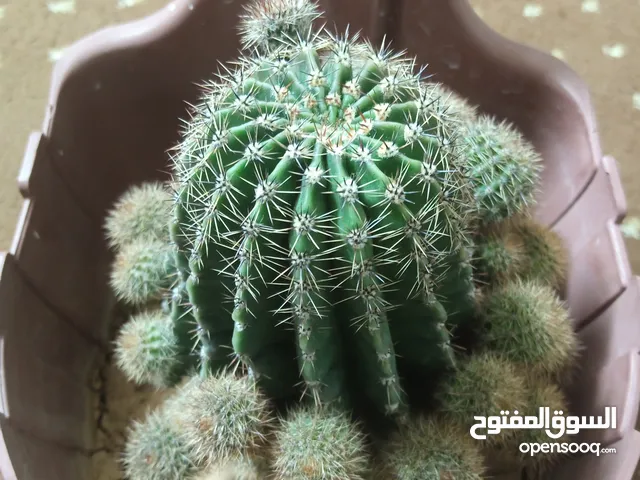 صبار ازهار زينب