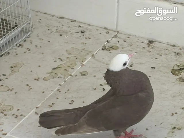 حمام هزاز موكا