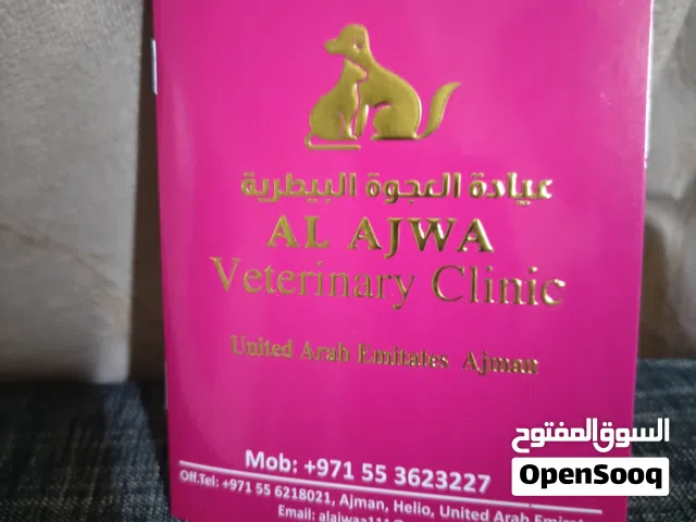 انثي برتش بريطاني