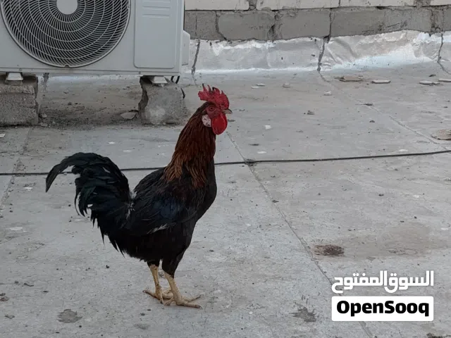 دجاجة خشنة وبياضة وديجين فول خشانة  للبيع كلهن ب50 الف