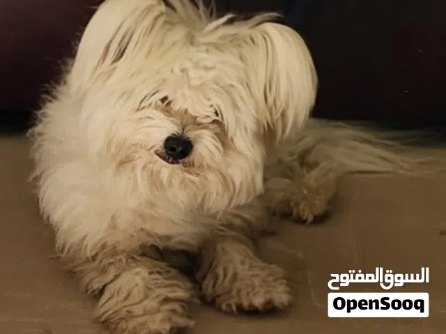 كلب مالتيز هجين
