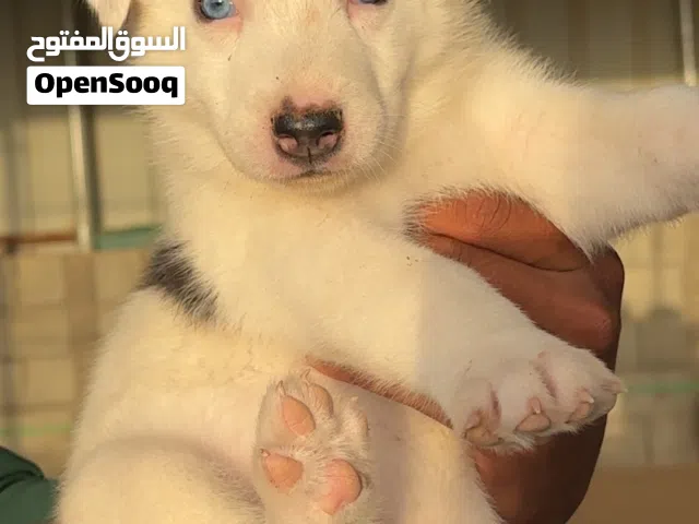 هاسكي سيبيري