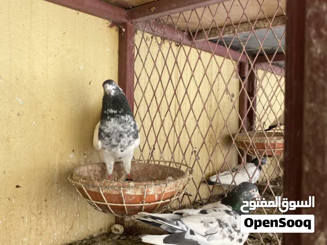 حمام بكستاني طيار
