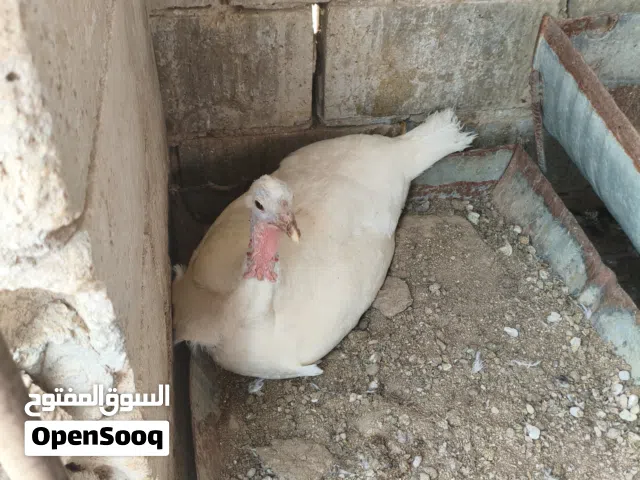 حبش أبيض  راقد