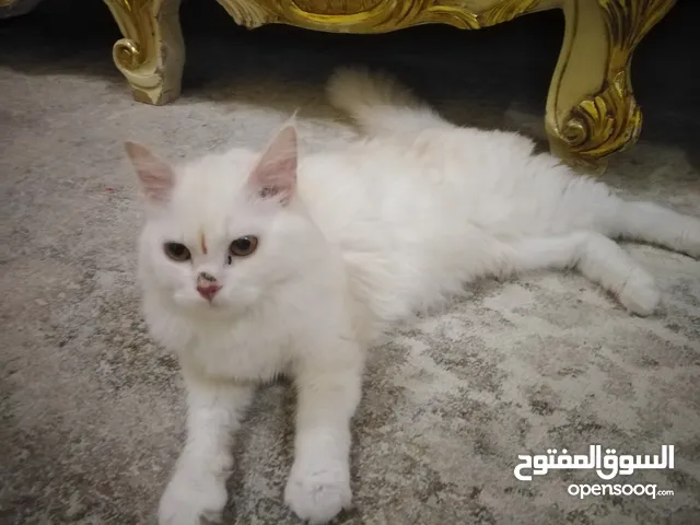 Female Cat and is pregnant