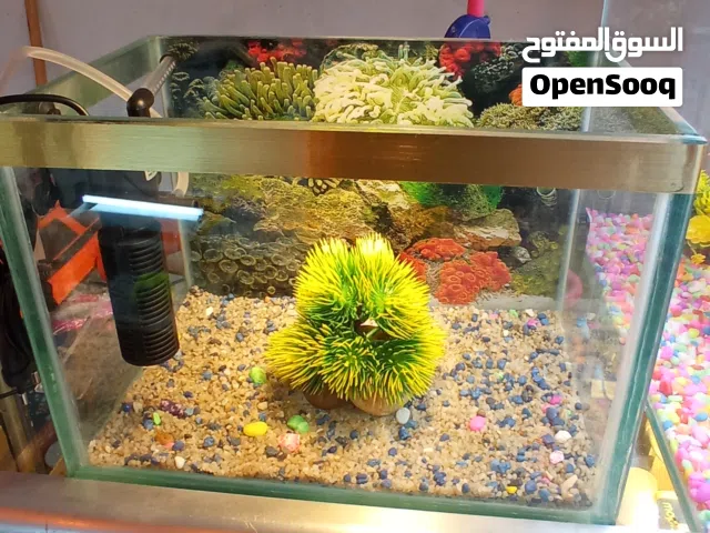 اكواريوم جديدة كومبلي