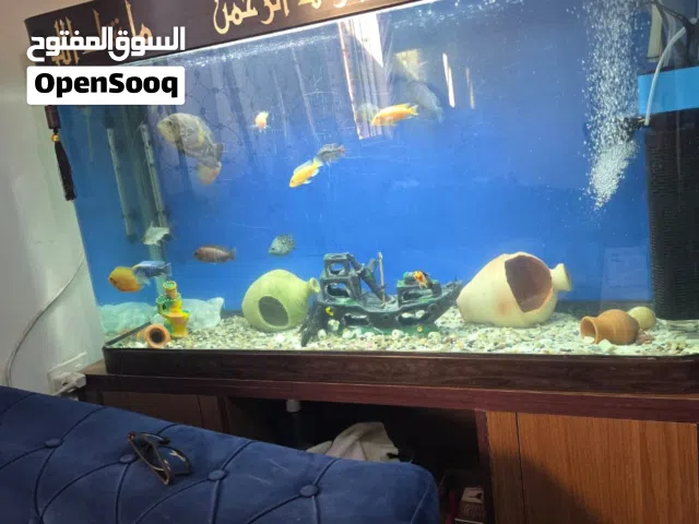 حوضين سمك واحد مقاس 140 عرض ارتفاع 58 تفصيل مع كامل اغراضو مع السمك