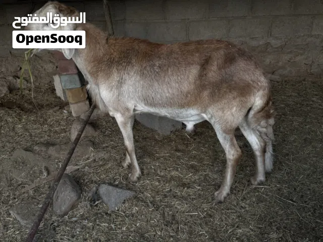 فحل سوداني اصيل و حملات