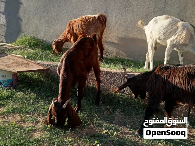 2زوز معزة عشار توميات معاهم جدي