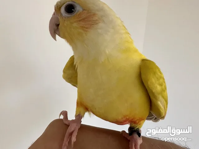 صن شيك كنيور ترويض فل