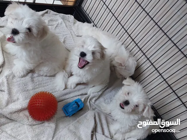 pure white Maltese canine puppies 4 months old