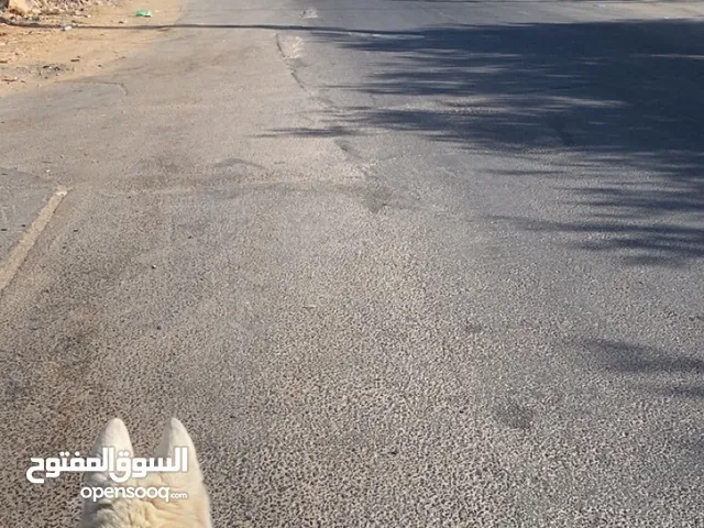 كلب هاسكي عمر 6 شهور